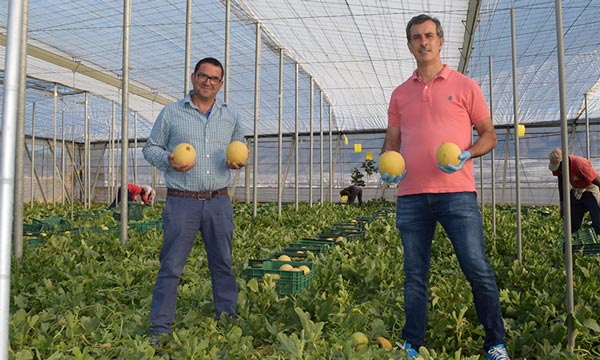 Antonio Almodóvar con el agricultor Julio García. Melones galia de Takii Seed. /joseantonioarcos.es