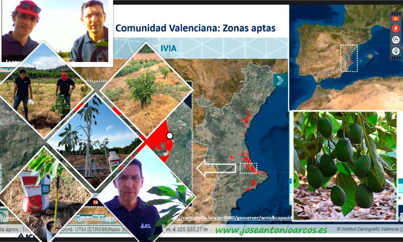Ensayos de campo de aguacate en Valencia con ICL Specialty Fertilizers. /joseantonioarcos.es