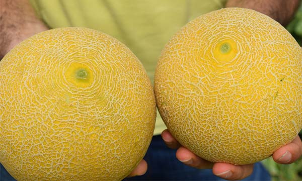 Melones galias de Takii Seed. /joseantonioarcos.es