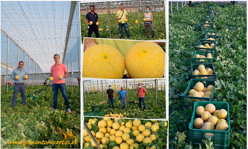 Melones galias de Takii Seed. Besodoble y Jaleo. /joseantonioarcos.es