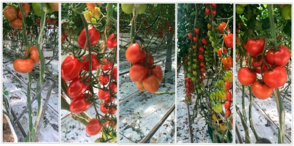 Variedades de tomate en los cultivos de Alemania-joseantonioarcos.es