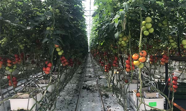 Productores de tomate en invernadero en Alemania-joseantonioarcos.es