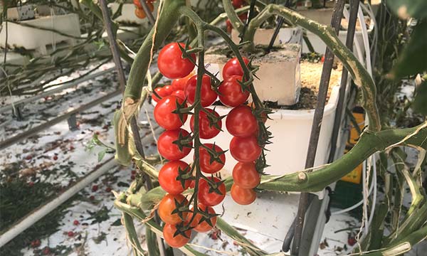 Tomate cherry hace unos días en invernaderos de Alemania.